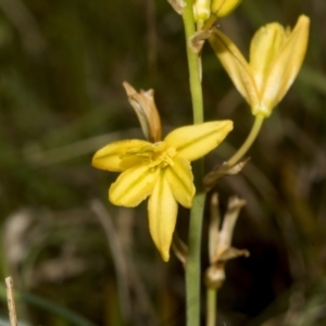 Bulbine bulbosa at Gossan Hill - 30 Oct 2023 01:47 PM