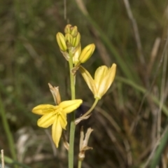 Bulbine bulbosa at Gossan Hill - 30 Oct 2023 01:47 PM