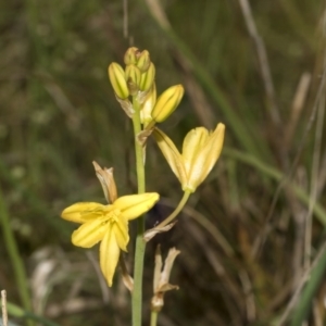 Bulbine bulbosa at Gossan Hill - 30 Oct 2023 01:47 PM