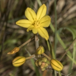 Bulbine bulbosa at Gossan Hill - 30 Oct 2023 01:47 PM