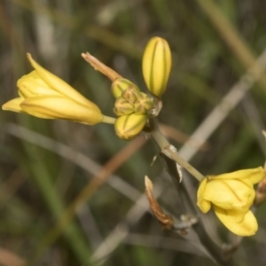 Bulbine bulbosa at Gossan Hill - 30 Oct 2023 01:47 PM