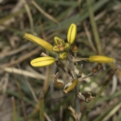 Bulbine bulbosa (Golden Lily) at Bruce Ridge to Gossan Hill - 30 Oct 2023 by AlisonMilton