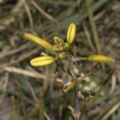 Bulbine bulbosa (Golden Lily) at Gossan Hill - 30 Oct 2023 by AlisonMilton