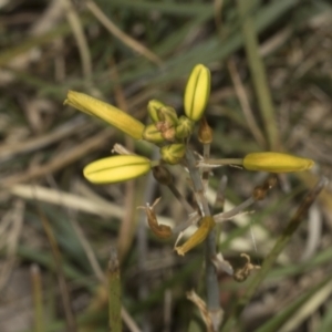 Bulbine bulbosa at Gossan Hill - 30 Oct 2023