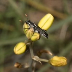 Bulbine bulbosa at Gossan Hill - 30 Oct 2023