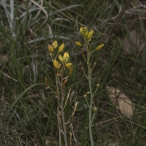 Bulbine bulbosa at Gossan Hill - 30 Oct 2023