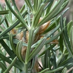 Genista linifolia at Russell, ACT - 11 Nov 2023 03:37 PM