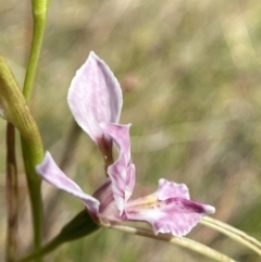Diuris dendrobioides (Late Mauve Doubletail) at Mount Taylor by Brad