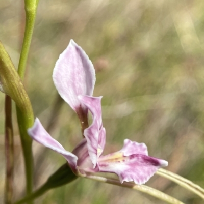 Diuris dendrobioides (Late Mauve Doubletail) at Mount Taylor - 11 Nov 2023 by Brad