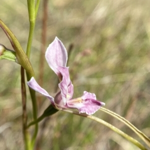 Diuris dendrobioides at suppressed - 11 Nov 2023