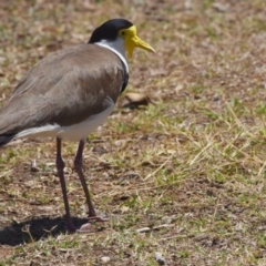 Vanellus miles (Masked Lapwing) at Wellington Point, QLD - 9 Nov 2023 by PJH123