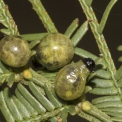 Calomela sp. (genus) (Acacia leaf beetle) at Bruce Ridge to Gossan Hill - 30 Oct 2023 by AlisonMilton