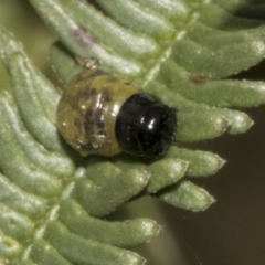 Calomela sp. (genus) at Bruce Ridge to Gossan Hill - 30 Oct 2023