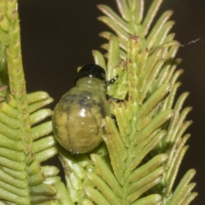 Calomela sp. (genus) at Bruce Ridge to Gossan Hill - 30 Oct 2023