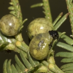 Calomela sp. (genus) at Bruce Ridge to Gossan Hill - 30 Oct 2023