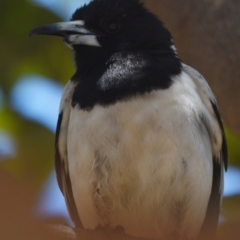 Cracticus nigrogularis (Pied Butcherbird) at Wellington Point, QLD - 9 Nov 2023 by PJH123