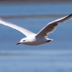 Chroicocephalus novaehollandiae (Silver Gull) at Wellington Point, QLD - 9 Nov 2023 by PJH123