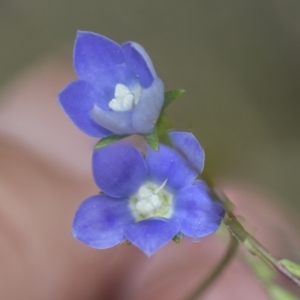 Wahlenbergia sp. at Bruce Ridge to Gossan Hill - 30 Oct 2023 01:20 PM