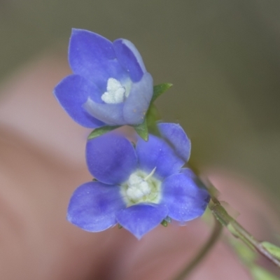 Wahlenbergia sp. (Bluebell) at Bruce Ridge to Gossan Hill - 30 Oct 2023 by AlisonMilton