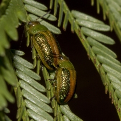 Calomela parilis (Leaf beetle) at Bruce Ridge to Gossan Hill - 30 Oct 2023 by AlisonMilton