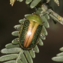 Calomela parilis at Bruce Ridge to Gossan Hill - 30 Oct 2023