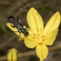 Eleale simplex (Clerid beetle) at Bruce, ACT - 30 Oct 2023 by AlisonMilton