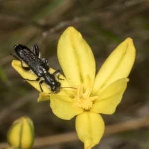 Eleale simplex at Gossan Hill - 30 Oct 2023