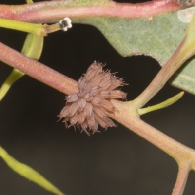 Paropsis atomaria (Eucalyptus leaf beetle) at Bruce, ACT - 30 Oct 2023 by AlisonMilton