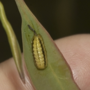 Gonipterus scutellatus at Bruce Ridge to Gossan Hill - 30 Oct 2023 02:28 PM