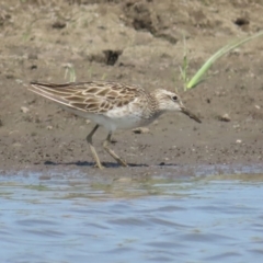 Calidris acuminata at Jerrabomberra Wetlands - 11 Nov 2023 10:33 AM