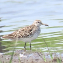 Calidris acuminata at Jerrabomberra Wetlands - 11 Nov 2023 10:33 AM