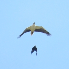 Haliaeetus leucogaster (White-bellied Sea-Eagle) at Jerrabomberra Wetlands - 11 Nov 2023 by BenW