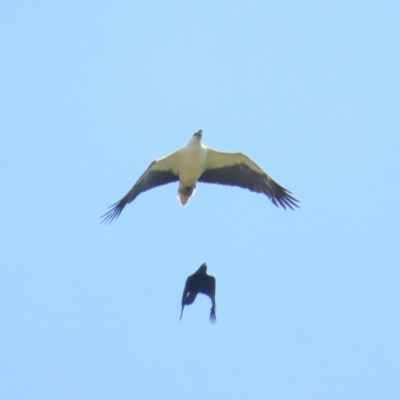 Haliaeetus leucogaster (White-bellied Sea-Eagle) at Fyshwick, ACT - 11 Nov 2023 by BenW