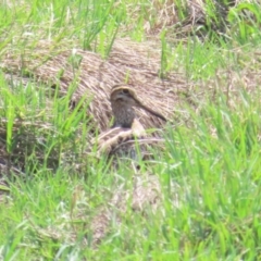 Gallinago hardwickii (Latham's Snipe) at Jerrabomberra Wetlands - 11 Nov 2023 by BenW