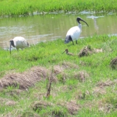 Gallinago hardwickii at Jerrabomberra Wetlands - 11 Nov 2023 11:53 AM