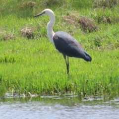 Ardea pacifica (White-necked Heron) at Jerrabomberra Wetlands - 11 Nov 2023 by BenW