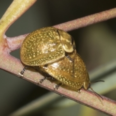 Paropsisterna cloelia (Eucalyptus variegated beetle) at Bruce Ridge to Gossan Hill - 30 Oct 2023 by AlisonMilton