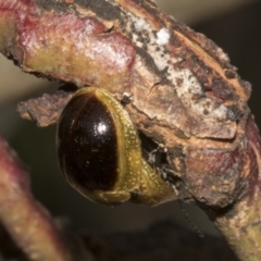 Paropsisterna cloelia at Bruce Ridge to Gossan Hill - 30 Oct 2023 02:30 PM