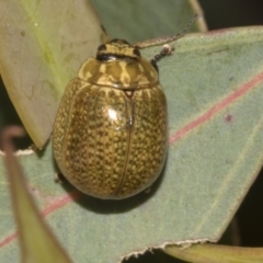 Paropsisterna cloelia at Bruce Ridge to Gossan Hill - 30 Oct 2023