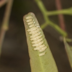 Paropsisterna cloelia at Bruce Ridge to Gossan Hill - 30 Oct 2023 02:30 PM