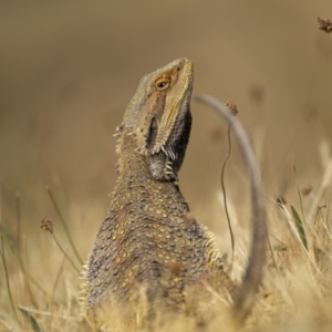 Pogona barbata at Mount Majura - 9 Nov 2023