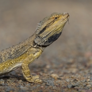 Pogona barbata at Mount Majura - 9 Nov 2023