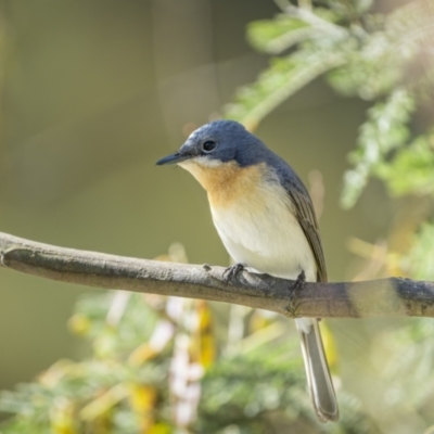 Myiagra rubecula (Leaden Flycatcher) at Majura, ACT - 9 Nov 2023 by trevsci