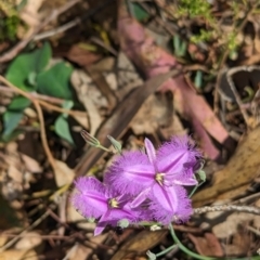 Thysanotus tuberosus (Common Fringe-lily) at Rosewood, NSW - 9 Nov 2023 by Darcy