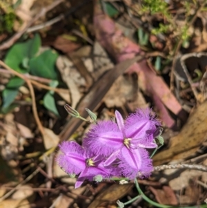 Thysanotus tuberosus at Rosewood, NSW - 10 Nov 2023