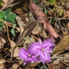 Thysanotus tuberosus at Rosewood, NSW - 10 Nov 2023