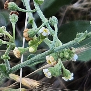 Hackelia suaveolens at The Pinnacle - 7 Nov 2023