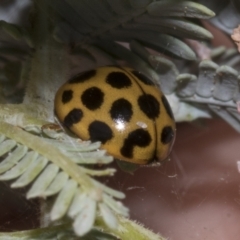 Harmonia conformis (Common Spotted Ladybird) at Bruce, ACT - 30 Oct 2023 by AlisonMilton