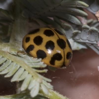 Harmonia conformis (Common Spotted Ladybird) at Bruce, ACT - 30 Oct 2023 by AlisonMilton