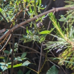 Acanthorhynchus tenuirostris (Eastern Spinebill) at Carabost, NSW - 10 Nov 2023 by Darcy